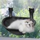 thumbnail image 1 of Hamaca plegable para ventana de gatos Homegroove 45x30cm Negra, 1 of 9