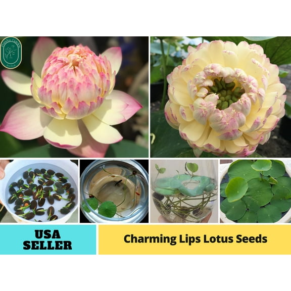 5 Rare Seeds| Charming Lips Lotus Seeds - Indian Lotus (Nelumbo nucifera) Seeds - Flower Seeds - B3G1 #Q051