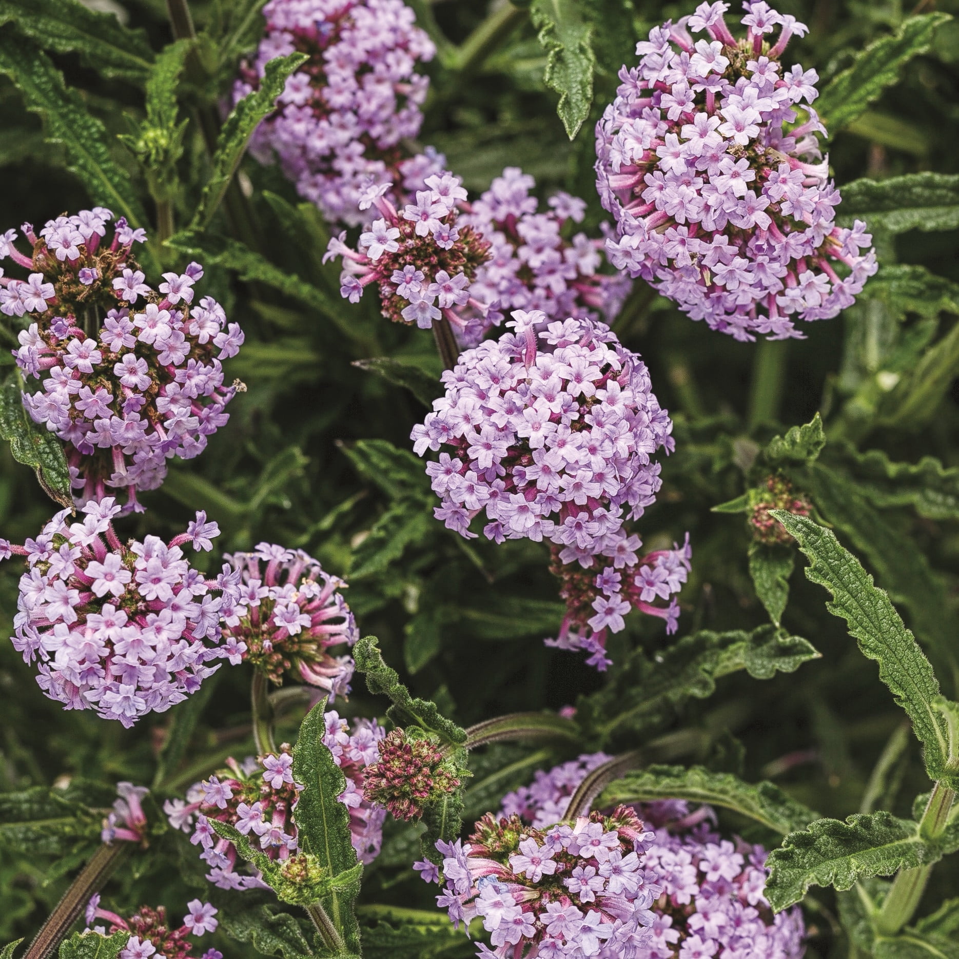 Proven Winners 8" Purple Meteor Shower Verbena Live Plant in 6.5" Pot