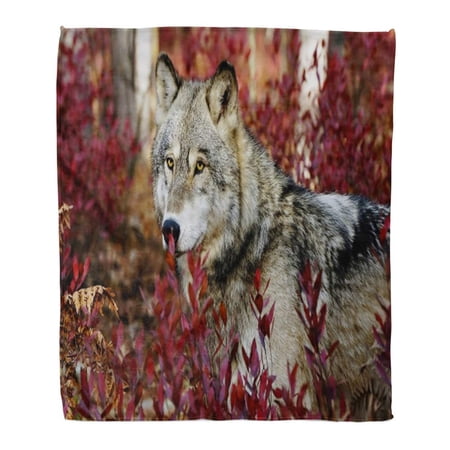 SIDONKU Throw Blanket Warm Cozy Print Flannel Gray Wild Grey Wolf in Beautiful Red Foliage Woods Dog Comfortable Soft for Bed Sofa and Couch 50x60 Inches