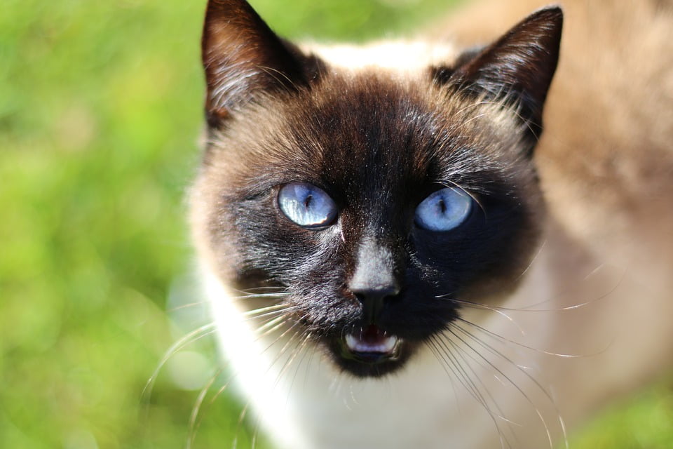 siamese cat face