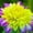 D, variant on Dahlia, Low Maintenance - Easy Grow - Ideal for Beds Borders, Plant Pots & Planters