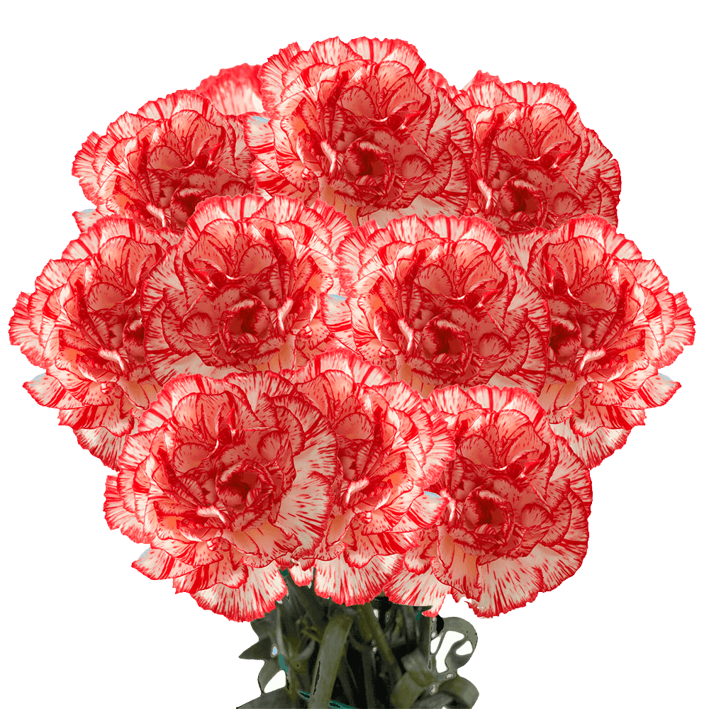 100 Stems of Peppermint Carnations Fresh Cut Flowers