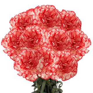 Pop-Up Flower Bouquet + Designer's Choice Arrangement - FreshCut Paper in  College Station, TX