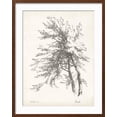 thumbnail image 2 of Art.com Beech Tree Study Art Print, Brown Frame Wall Art, 23" x 29", 2 of 5