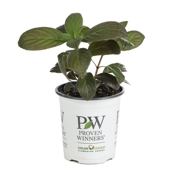 Little Quick Fire Hardy Hydrangea (Paniculata) Live Shrub, White to Pink Flowers, 4.5 in. Quart