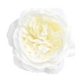 thumbnail image 2 of Cabezas de Rosas Artificiales Gloria 10 Unids de Bricolaje Blanco Cabezas de flor de seda artificial, 2 of 5