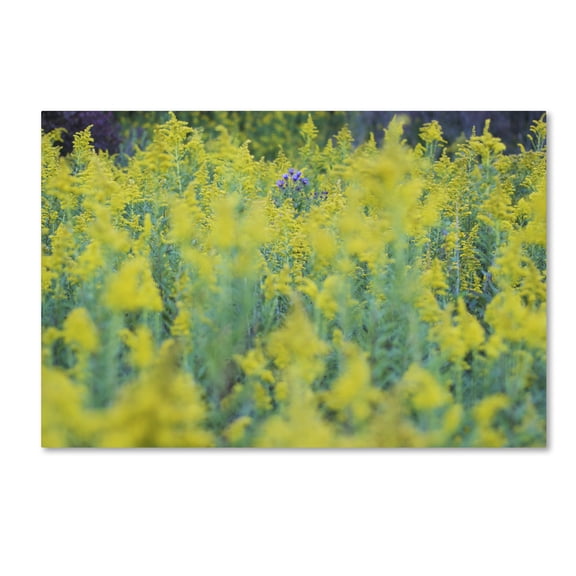 Trademark Fine Art "A Touch of Purple" Canvas Art by Kurt Shaffer