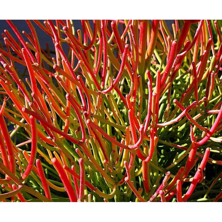 Fire Sticks Pencil Cactus - Euphorbia - Easy to grow - 6" Pot