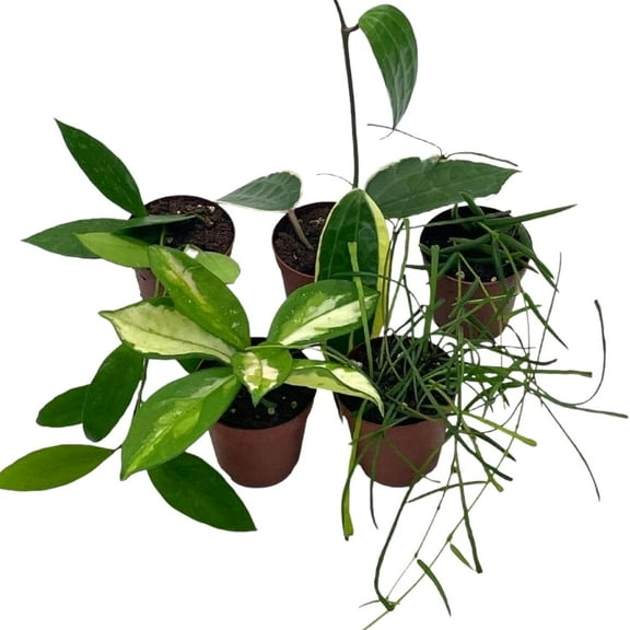 BubbleBlooms Hoya Macrophylla Variegated Tricolor Stunning Houseplant in 2-inch Pot