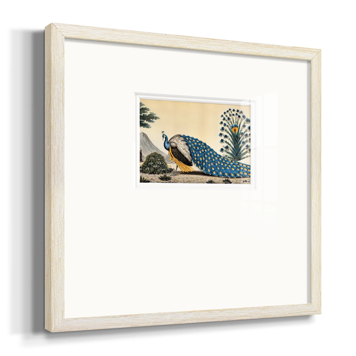 Peacock PlumPremium Framed Print