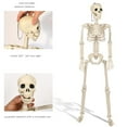 thumbnail image 3 of Clearance 2026 Halloween Decoration Outdoor Skeleton,Plastic Posable Skeleton with Movable Joints, Small Hanging Skeletons for Halloween Decor, Haunted House Graveyard Props,Can Be Hung and Set Up, 3 of 7