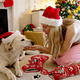 thumbnail image 5 of Medias navideñas tejidas para perros, medias para mascotas con forma de hueso/pez para perros, decoración navideña navideña Zhivalor  OTTO-CPB-SSW32-1, 5 of 5