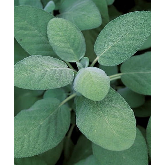 Berggarten Sage - Salvia officinalis - Hardy Perennial - Live Plant -3" Pot