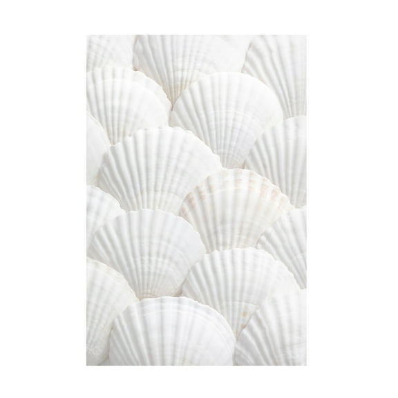 Trademark Fine Art Pictufy Studio Shells 3 Canvas Wall Art