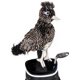 thumbnail image 1 of Daphne'S Headcovers Funda Para Cabeza De Conductor Road Runner | Fundas Para Cabeza De Conductor Premium | Fundas Divertidas Para Palos De Golf | Protección Elegante Para Sus Palos | Equipo De Golf Pa, 1 of 5
