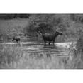 thumbnail image 2 of The Yellowstone Collection 24x17 Black Modern Framed Museum Art Print Titled - Cow and Calf Moose, Gallatin River, Yellowstone National Park, 2 of 4