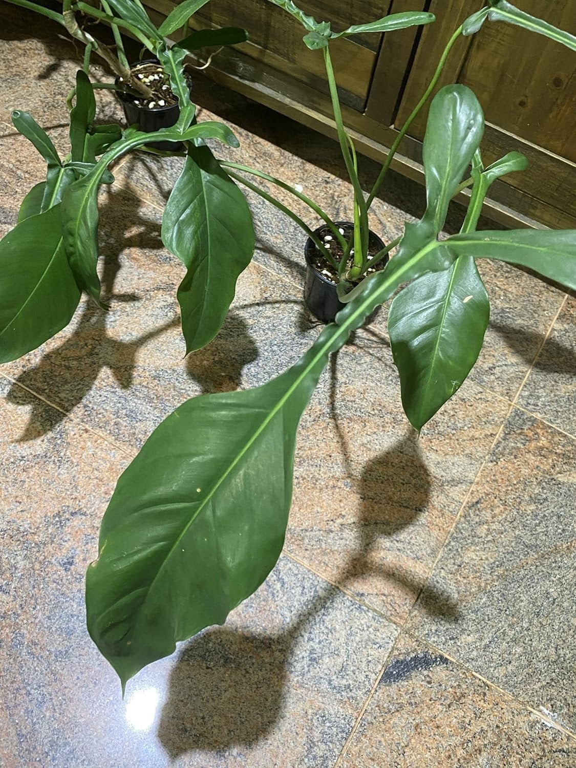philodendron hederaceum variegata Variegated Trailing Philodendron (Philodendron hederaceum variegata) –  Cedar Bridge Botanicals main image 0