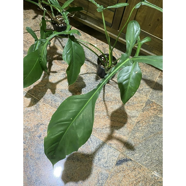 charlie philodendron Philodendron Cordatum For Sale, Including Care Guide main image 0