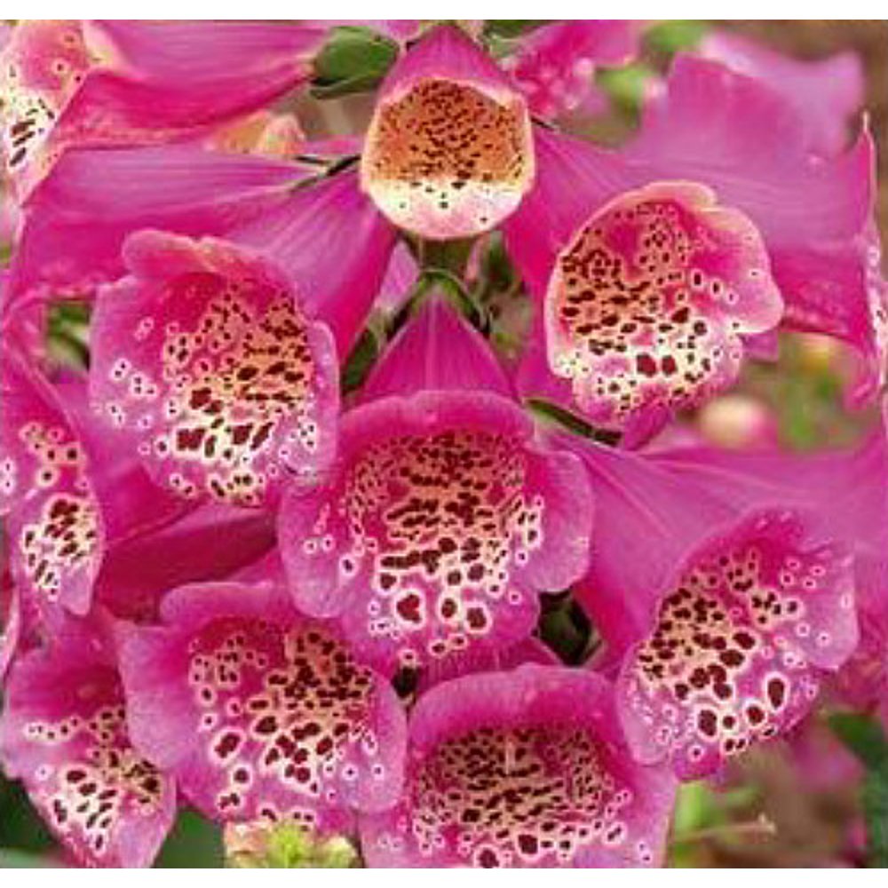 Camelot Rose Foxglove Digitalis Hardy Perennial Quart Pot