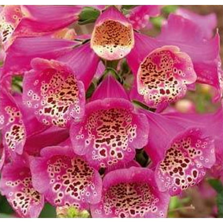 Camelot Rose Foxglove - Digitalis - Hardy Perennial ...