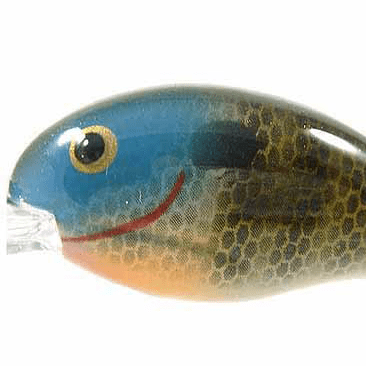 River Bream