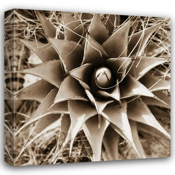 Bob Stefko 15x15 Gallery Wrapped Canvas Wall Art Titled - Desert Plants I