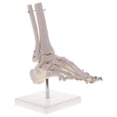 thumbnail image 4 of Lifesize : 1 Modelo de de Articulación de piezaza Y Tobillo con Suministros de Laboratorio Juguete de Ciencia perfke Modelo de tobillo de pie humano, 4 of 7