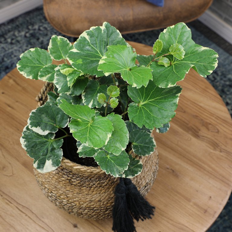 Altman Plants 6 in. Variegated Dinner Plate Aralia (Aralia Balfouriana) Live House Plant in Grower Pot