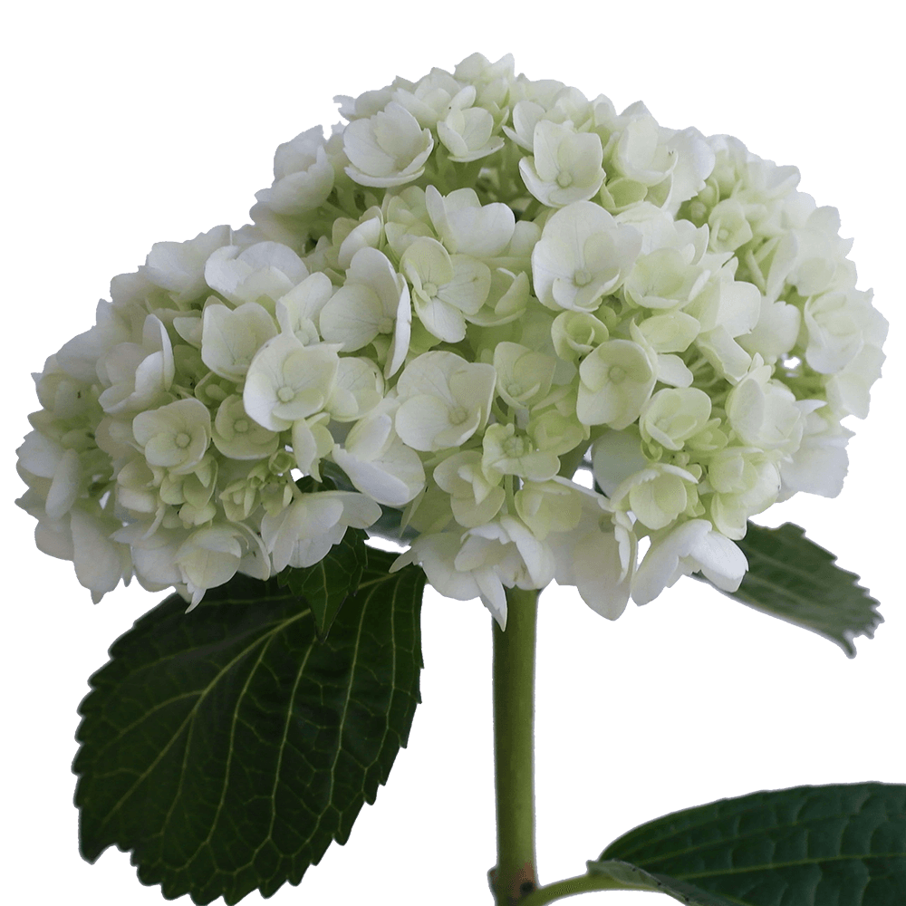 Image of Cutting hydrangea flowers 2