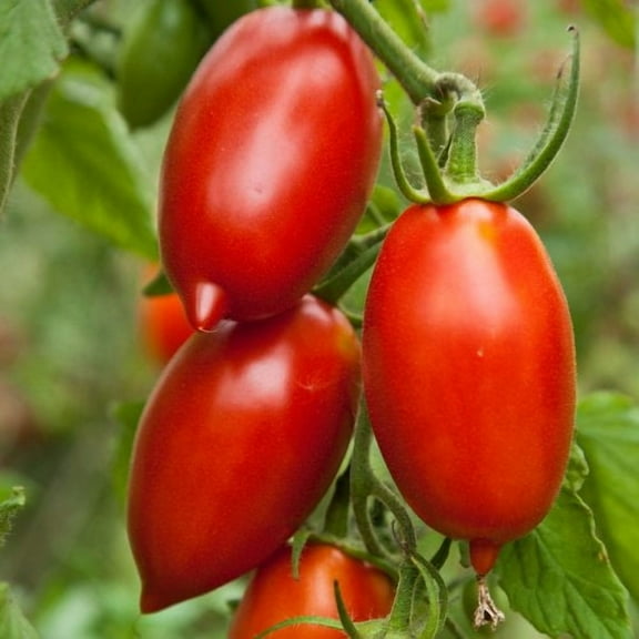 Amish Paste Tomato Plant- Two (2) Live Plants - Not Seeds - in 3.5 Inch Pots