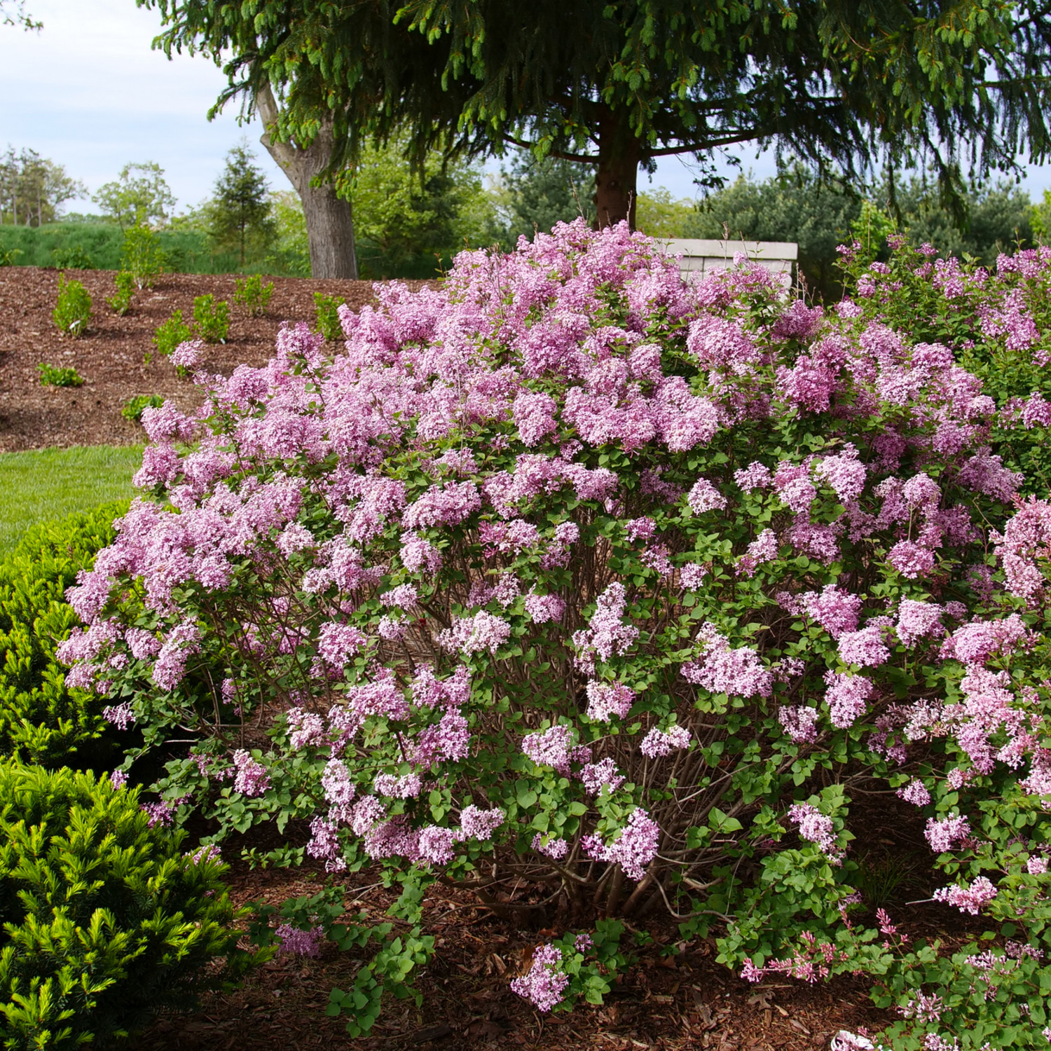 Proven Winners ColorChoice 5" Purple Bloomerang Purpink Reblooming Lilac Live Plant in 4.5" Pot (4 Count)
