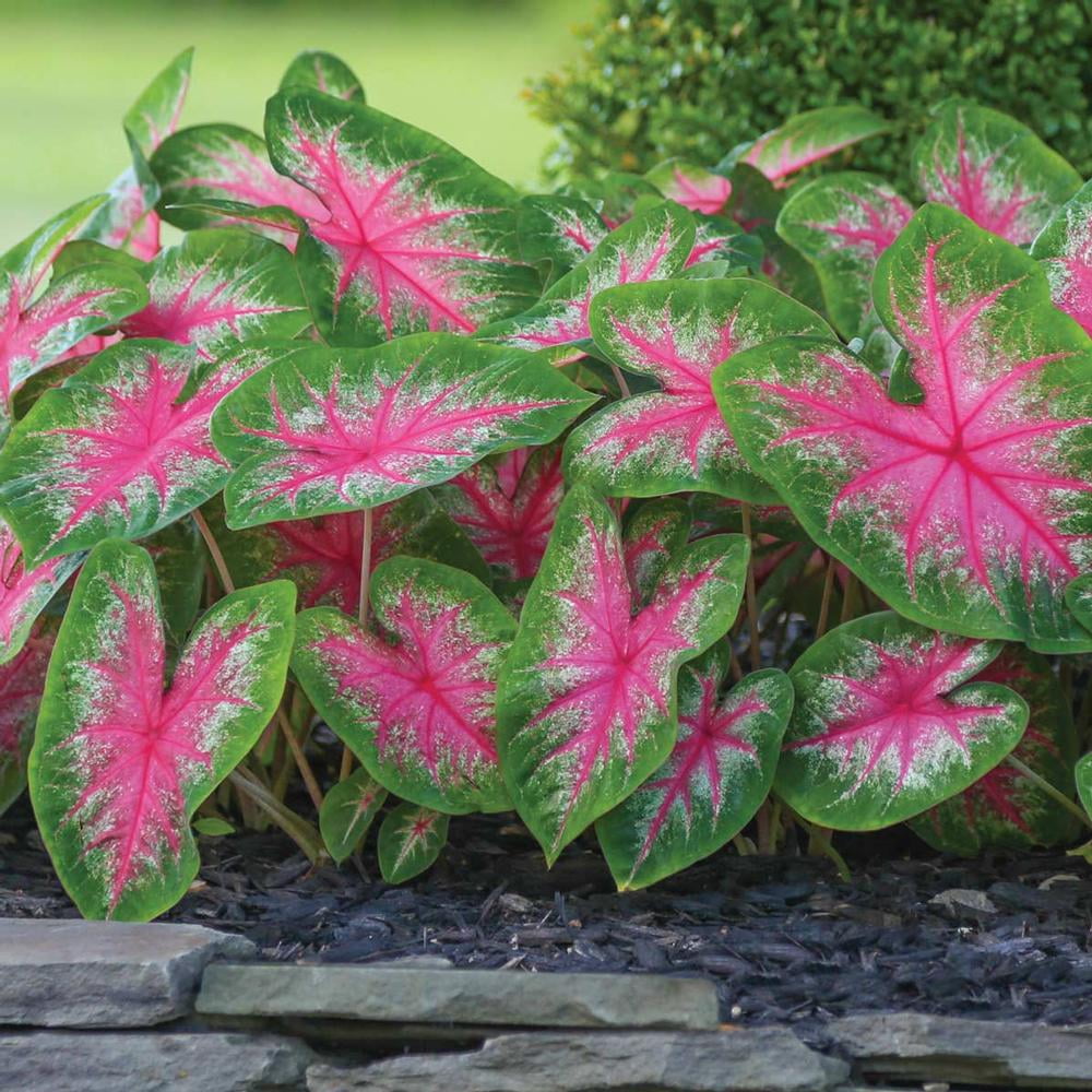 Rosebud Caladium 3 Bulbs Pink / Green