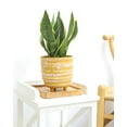 thumbnail image 4 of Snake Plant Sansevieria Laurentii (6"+ Terracotta Pot) - Air-purifying Houseplant for Home and Office Decoration, 4 of 5