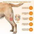 thumbnail image 5 of UOSIA Adjustable Dog Knee Brace - Hind Leg Support, Dog Comfortable Wrap with Straps, 5 of 7
