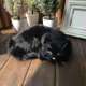 thumbnail image 1 of Gato de peluche realista durmiendo, piel sintética, tamaño real, animal de casa peludo Fvh, 1 of 5