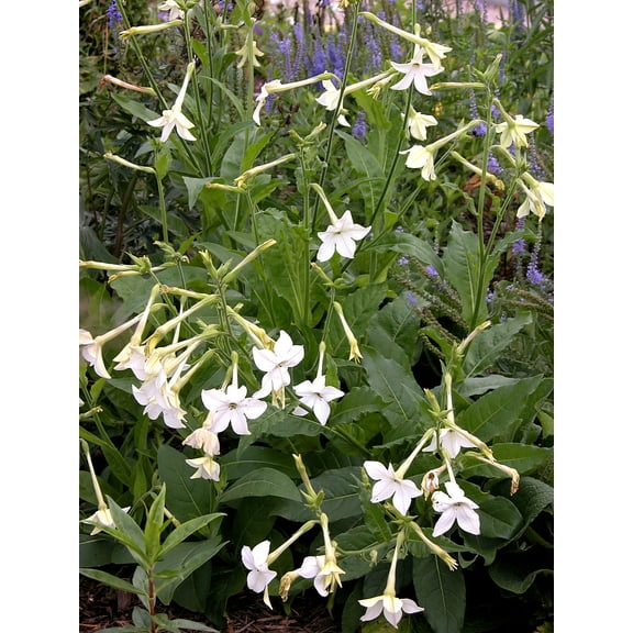 1000 Nicotiana Alata Seeds - Jasmine Flowering Tobacco