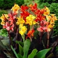 thumbnail image 1 of Flower Bulbs - Canna Indica Hybrid Assorted (6 Bulbs), 1 of 1