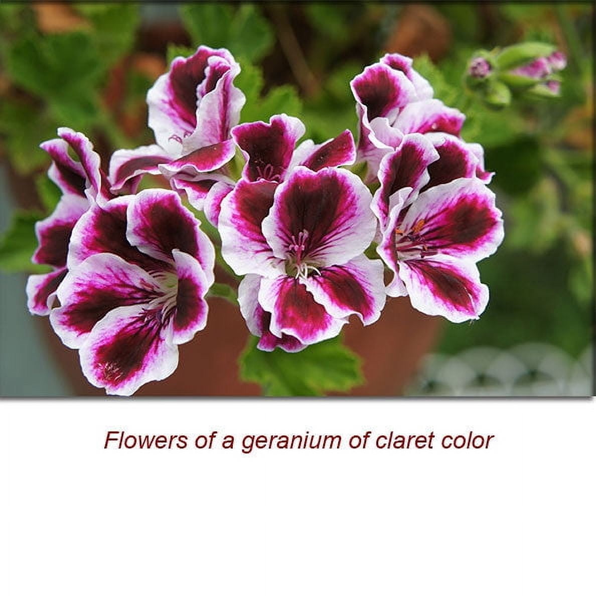 Geranium Essential Oil 10 ml (1/3 fl oz) - 100% Pure and Natural by Silky Scents