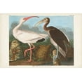 thumbnail image 2 of Audubon, John James 24x17 Black Ornate Wood Framed with Double Matting Museum Art Print Titled - Pl 222 White Ibis, 2 of 4