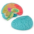 thumbnail image 1 of Brain Model Skillssist: corte transversal del cerebro humano para niños, 1 of 7
