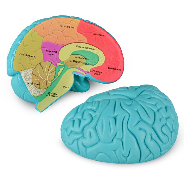 Brain Model Skillssist: corte transversal del cerebro humano para niños