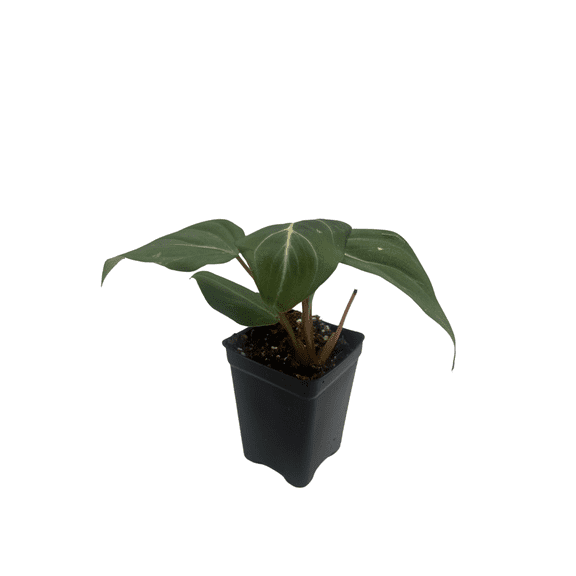 Rare Gloriosum Philodendron - 2.5" Pot - Live Houseplant