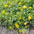 thumbnail image 2 of Direct Gardening Little Lemons Clematis Vine Collection Dormant Bare Root Yellow Flowering Perennial Starter Plants 2 Pk, 2 of 6