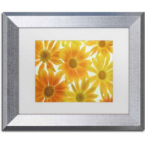 Trademark Fine Art 'Orange Daisies' Canvas Art by Cora Niele, White Matte, Silver Frame