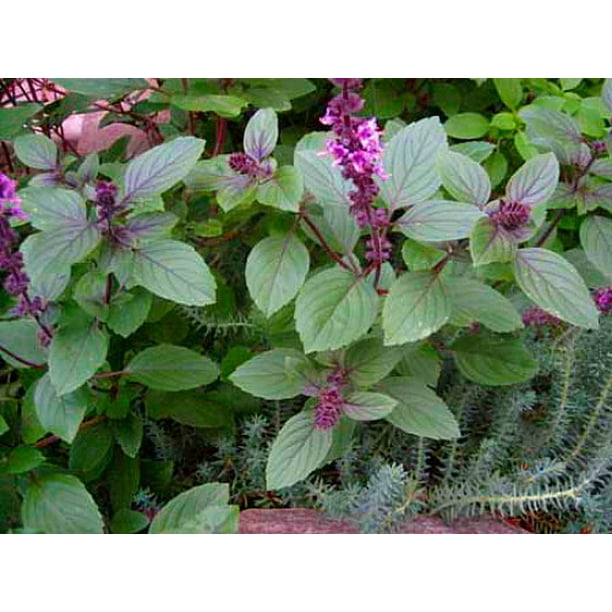 Blue Moon Basil Perennial The Best Indoor Basil 4.33" Pot