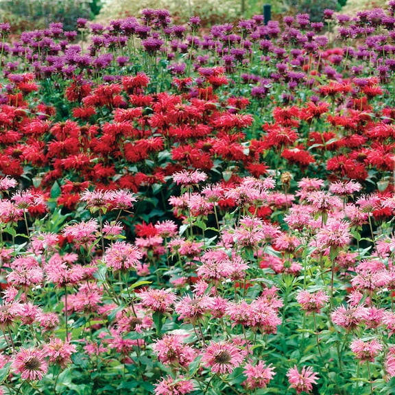 Bee Balm (Monarda) Mixture, Dormant Bare Root Starter Flowering Perennial Plants (3-Pack)
