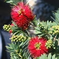 thumbnail image 4 of Little John Dwarf Bottlebrush  2 Large Gallon Size Plants  Callistemon Compact Heavy Blooming Shrub, 4 of 9