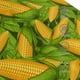 thumbnail image 3 of Balery Fresh Corn 1 Gorra de béisbol de tamaño ajustable para correr, entrenar y actividades al aire libre. Gorra de papá para todas las estaciones., 3 of 6