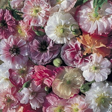 Papaver Rhoeas Angel's Choir Poppy Flower Seeds - 500 Seeds